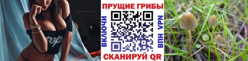 Псилоцибиновые грибы мухоморы  Петропавловск-Камчатский 